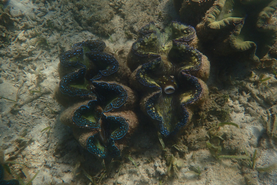 圖一：巨蚌（Tridacna gigas）棲息於珊瑚礁環境。作為體型最大、生長速度最快的巨蚌物種之一，牠高度依賴體內共生藻類透過光合作用提供能量。